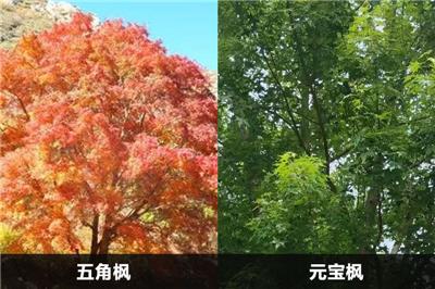 五角楓和元寶楓的區別有幾點?應該怎么分別?